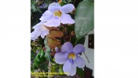 /album/fotogaleria/thumbergia-morada-jpg1/